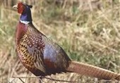 سرشماری بهاره قرقاول در اردبیل آغاز شد