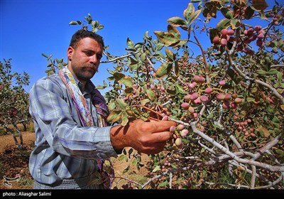 برداشت پسته در خراسان شمالی