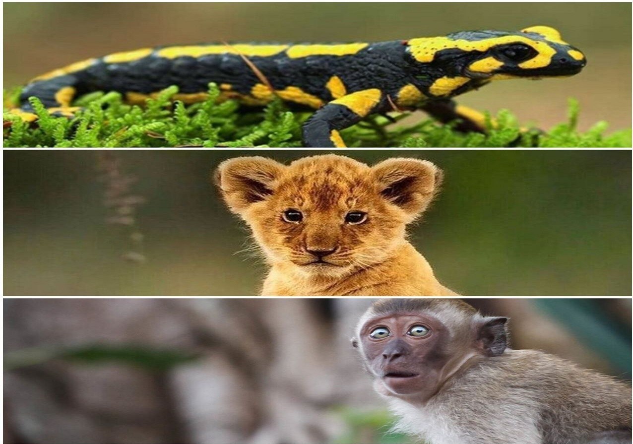 تهدید حیات وحش در قالب حیوان خانگی؛ از سمندر لرستانی تا شیر و ببر