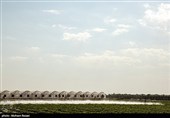 بزرگترین گلخانه توت فرنگی کشور