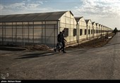 بزرگترین گلخانه توت فرنگی کشور