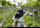 بزرگترین گلخانه توت فرنگی کشور