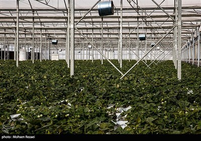 حل چالش‌های اساسی بخش کشاورزی با هوش مصنوعی