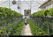 گلخانه‌؛ راهکاری امیدوارکننده در شرایط کم‌آبی چهارمحال‌وبختیاری