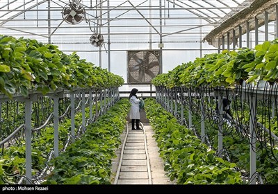 گلخانه‌؛ راهکاری امیدوارکننده در شرایط کم‌آبی چهارمحال‌وبختیاری