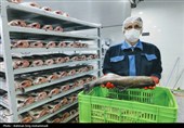 صادرات 600 تنی ماهی قزل‌آلا از نهاوند به اوراسیا