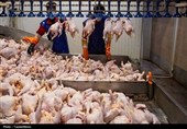 قیمت مرغ در کردستان کاهشی می‌شود/مردم از خرید مازاد خودداری کنند