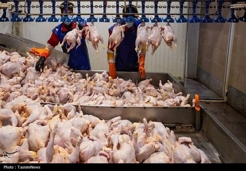 قیمت مرغ , بازار , کشاورزی , 