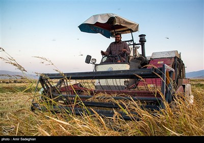 برداشت برنج در کامفیروز- فارس