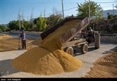 برداشت برنج در کامفیروز- فارس