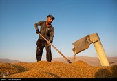برداشت برنج در کامفیروز- فارس