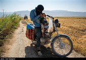 برداشت برنج در کامفیروز- فارس