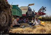برداشت برنج در کامفیروز- فارس