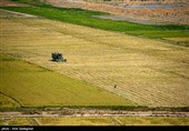 برداشت برنج در کامفیروز- فارس