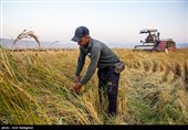 برداشت برنج در کامفیروز- فارس