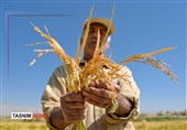 وقتی برنج خارجی نفس شالیزارهای شمال را می‌گیرد/ دولت به داد برسد