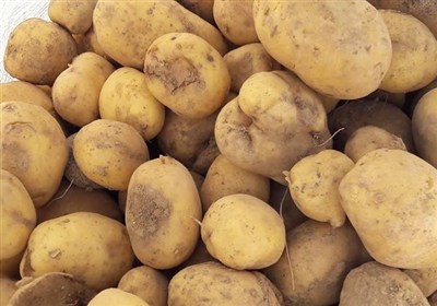 عرضه گسترده سیب زمینی تازه با قیمت 50 هزار تومان آغاز شد
