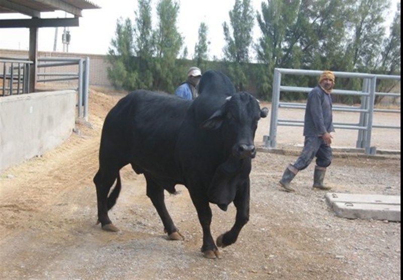 استان سیستان و بلوچستان , اخبار سیستان , نظام مسائل استان سیستان و بلوچستان , اخبار زابل , نظام مسائل استان , 