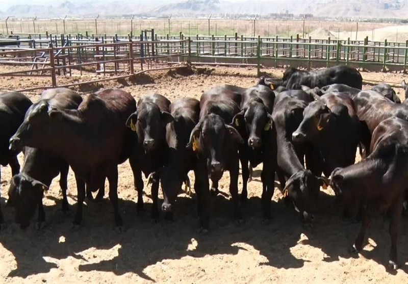 استان سیستان و بلوچستان , اخبار سیستان , نظام مسائل استان سیستان و بلوچستان , اخبار زابل , نظام مسائل استان , 