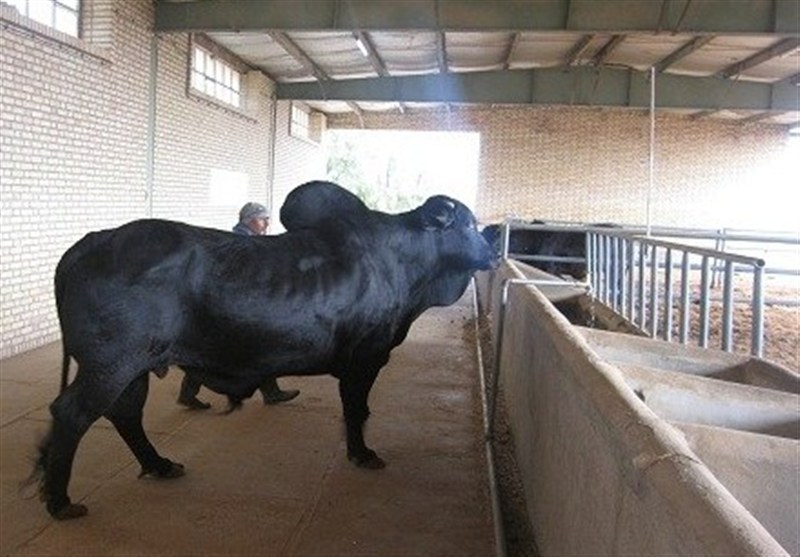 استان سیستان و بلوچستان , اخبار سیستان , نظام مسائل استان سیستان و بلوچستان , اخبار زابل , نظام مسائل استان , 