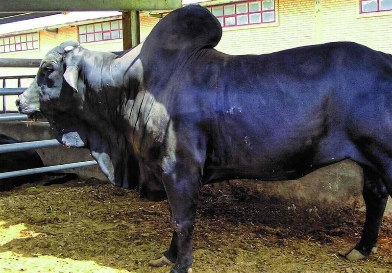 استان سیستان و بلوچستان , اخبار سیستان , نظام مسائل استان سیستان و بلوچستان , اخبار زابل , نظام مسائل استان , 