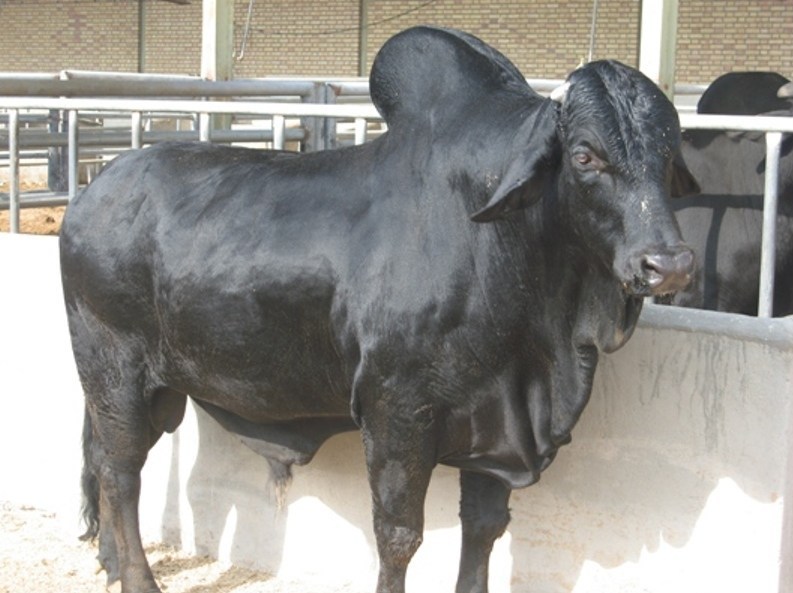 استان سیستان و بلوچستان , اخبار سیستان , نظام مسائل استان سیستان و بلوچستان , اخبار زابل , نظام مسائل استان , 