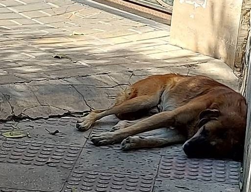 سگ‌های ولگرد , 