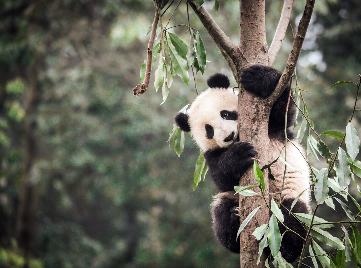 چین و نجات حیات وحش از انقراض؛ تجربه‌ای که می‌تواند الگوی ایران باشد