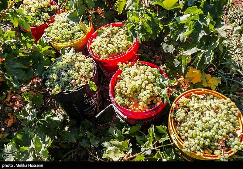 ستاد توسعه اقتصاد دانش‌بنیان غذا و کشاورزی , کشاورزی , اخبار استان خراسان شمالی , نظام مسائل استان خراسان شمالی , نظام مسائل استان , 