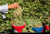 تاکستان‌های خراسان جنوبی رکورد زدند؛ پیش‌بینی برداشت 15 هزار تن انگور