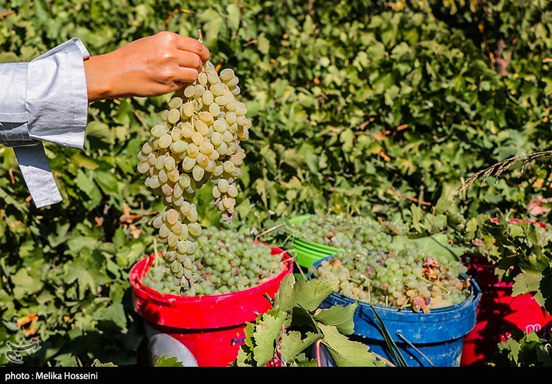 ستاد توسعه اقتصاد دانش‌بنیان غذا و کشاورزی , کشاورزی , اخبار استان خراسان شمالی , نظام مسائل استان خراسان شمالی , نظام مسائل استان , 