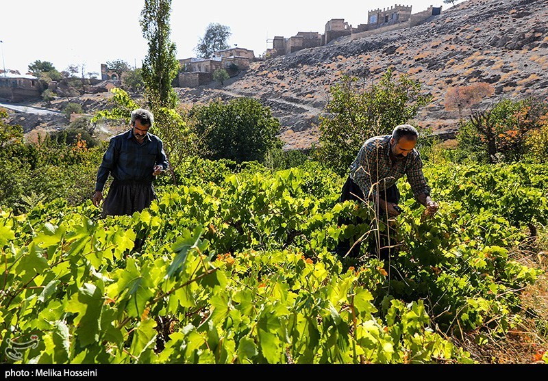 ستاد توسعه اقتصاد دانش‌بنیان غذا و کشاورزی , کشاورزی , اخبار استان خراسان شمالی , نظام مسائل استان خراسان شمالی , نظام مسائل استان , 