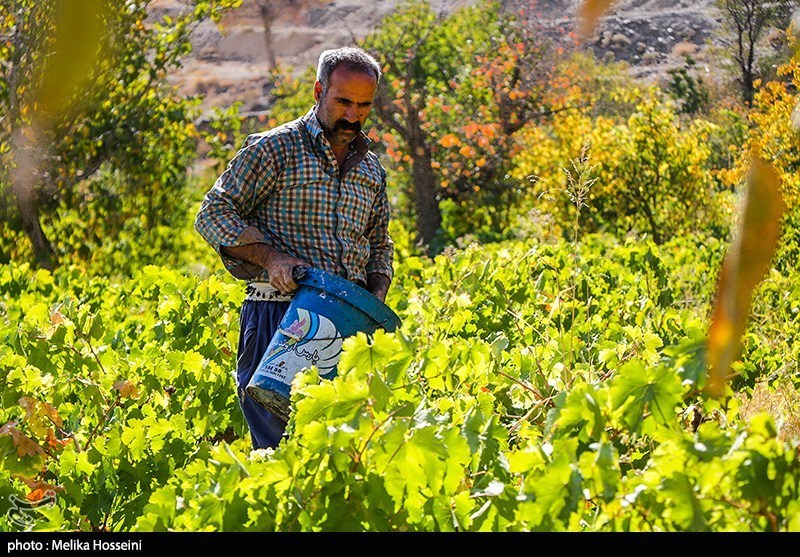 ستاد توسعه اقتصاد دانش‌بنیان غذا و کشاورزی , کشاورزی , اخبار استان خراسان شمالی , نظام مسائل استان خراسان شمالی , نظام مسائل استان , 
