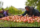 برداشت بیش از 8 هزار تن انار در شهرستان خاتم