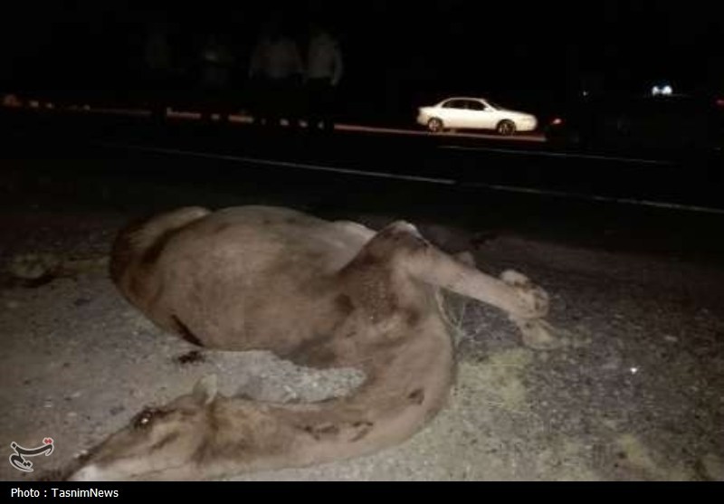 اخبار بندرعباس , اخبار جاسک , اخبار میناب , تصادف , 