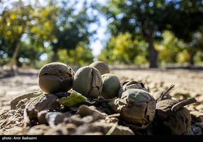 شکوفایی اقتصاد سبز در کوهستان‌های کهگیلویه و بویراحمد