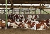 100 واحد گاوداری صنعتی در اردبیل تعطیل شد