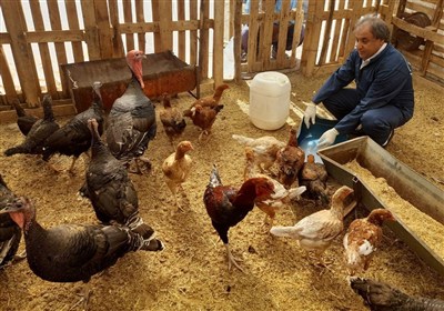 پوشش 99 درصدی واکسیناسیون طیور بومی در اردبیل