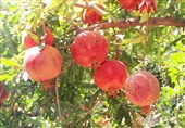 شناسایی 34 رقم انار در سیستان و بلوچستان
