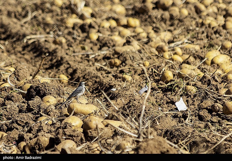 نظام مسائل استان همدان , اخبار استان همدان , 