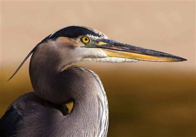 ثبت حضور حواصیل خاکستری در مهدیشهر