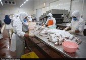 ایجاد اشتغال برای 2 هزار نفر در زنجیره فرآوری میگوی گلستان