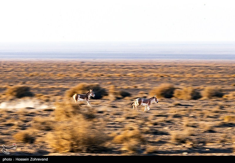حیات وحش , سازمان محیط زیست , 