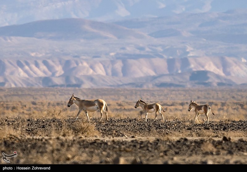 حیات وحش , سازمان محیط زیست , 