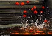 صادرات سه محصول آزاد شد