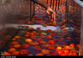پیشرفت 30 درصدی کارخانه رب گوجه‌فرنگی در کامیاران
