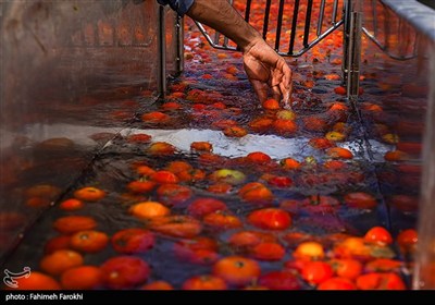 پیشرفت 30 درصدی کارخانه رب گوجه‌فرنگی در کامیاران