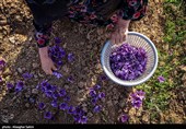 برداشت زعفران در خراسان شمالی