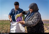 برداشت زعفران در خراسان شمالی