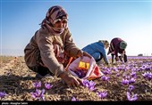 جشن شکرگزاری برداشت زعفران در روستای گردشگری مهوید